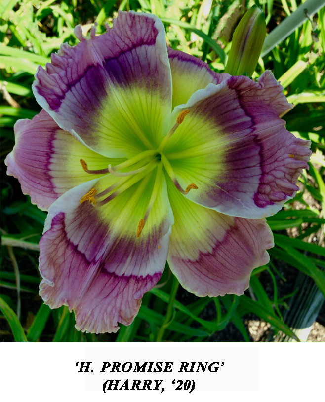 Pete Harry Daylilies