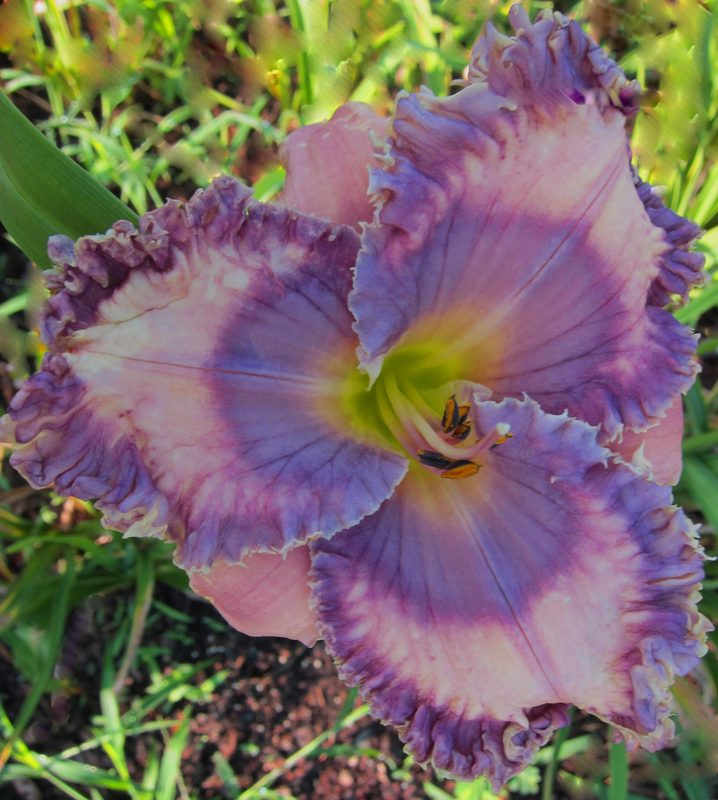 VIBRANT VIOLET RUFFLES