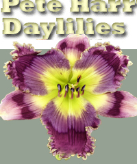 Pete Harry Daylilies